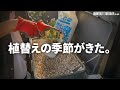 【アガベ】春が来た!雑談しながら植え替えしよう!