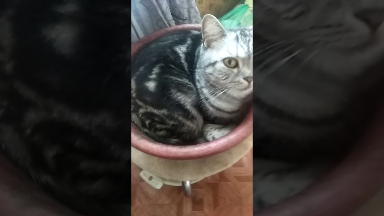 Киска в миске(1) - YouTube