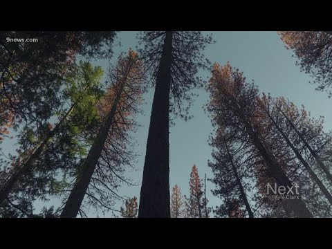 Video: Lodgepole çamı neye benziyor?