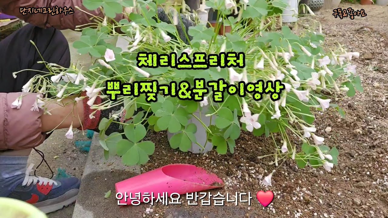 체리스프리처 뿌리찢기&분갈이영상