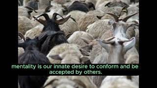 The Phenomenon of Herd Mentality