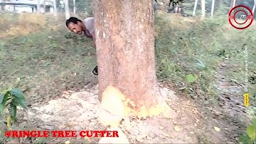 Cutting large Mango tree in 3 minutes with stihl ms 461,661 Chainsaws