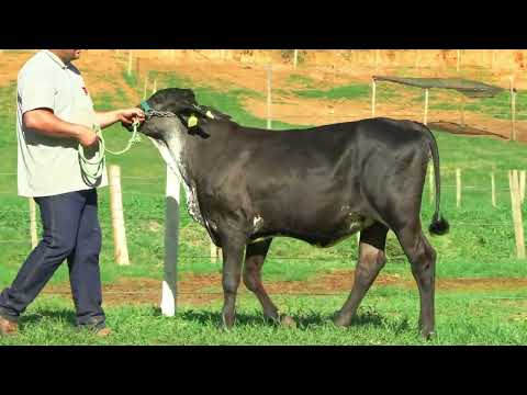 LOTE 53 • LEILÃO GIROLANDO VILAREJO • 3088
