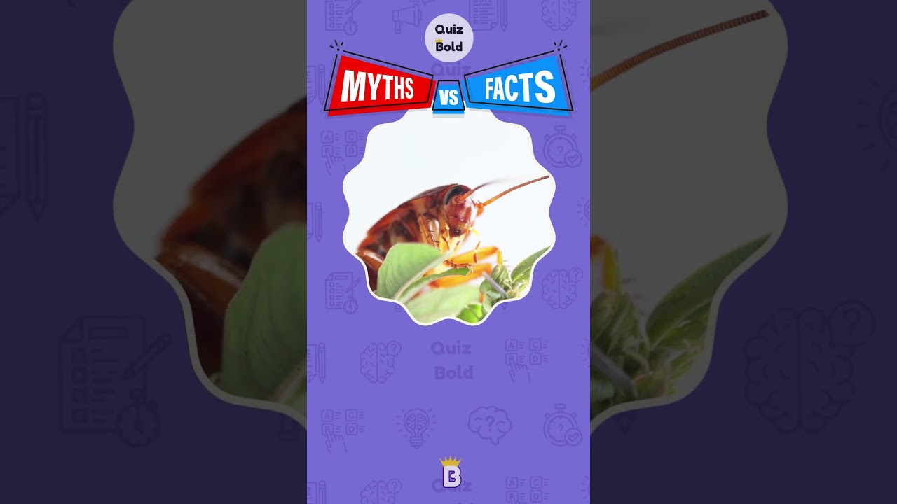 Myth vs Fact Animal Edition 2 by Quiz Bold 