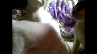 kucing angguk-angguk
