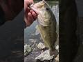 Big bass fishing in cold weather conditions #bassfishing #fishing
