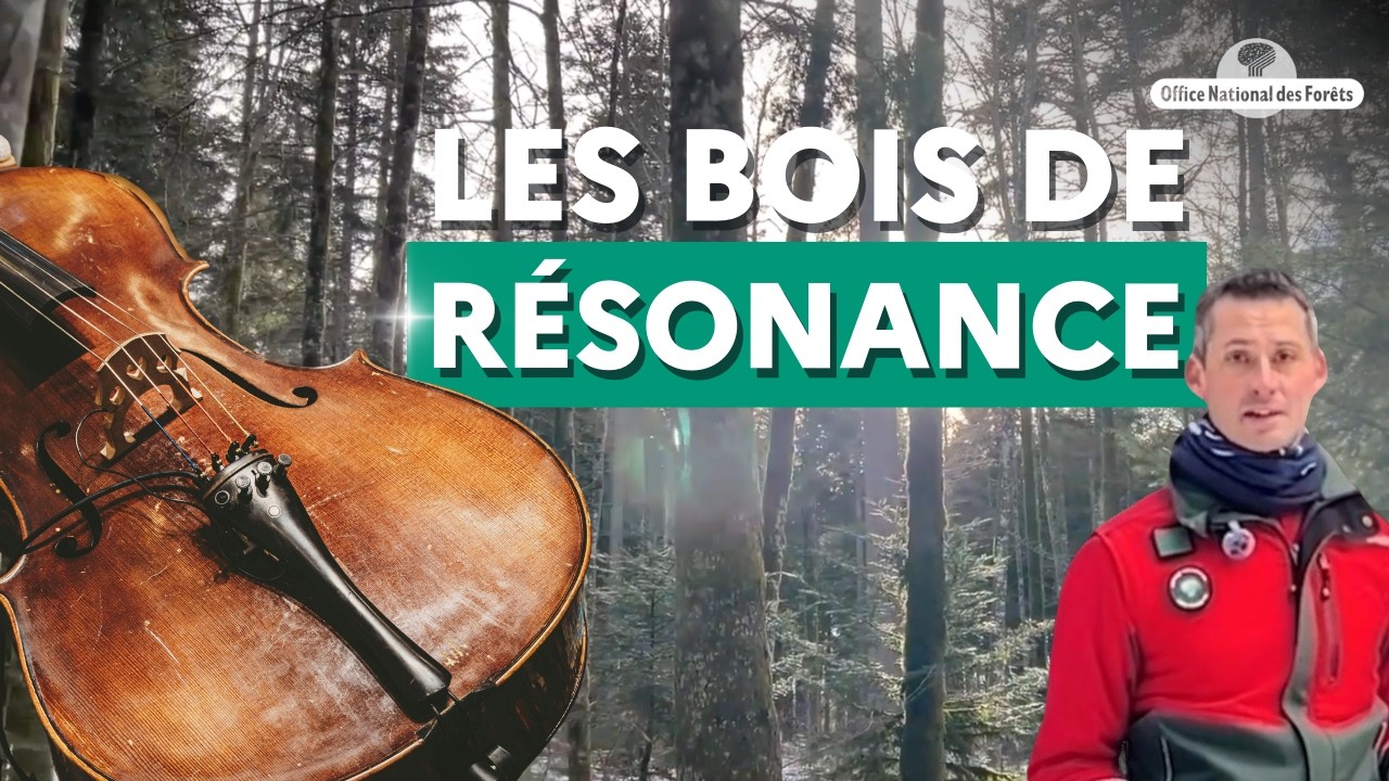 Les arbres qui deviendront des instruments de musique
