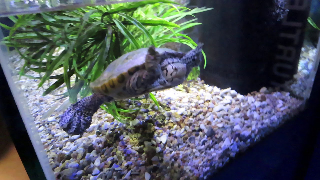 Northern Diamondback Terrapin at the Cape Cod Museum of Natural History