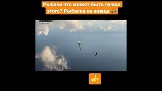 Рыбалка на живца, щука на живца #рыбалка #fishing