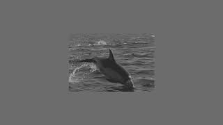 гио пика - черный дельфин (slowed)