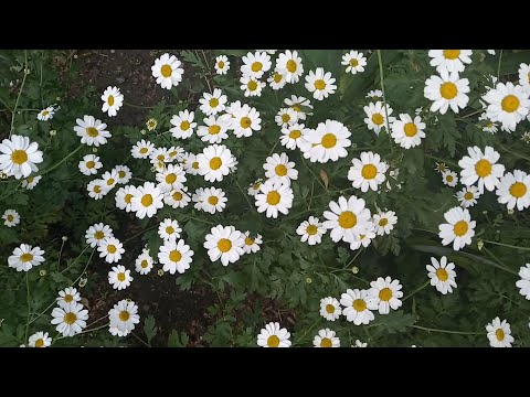 Футаж 'Ромашки'