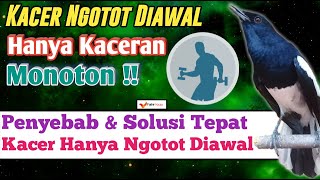Cara Mengatasi Kacer Hanya Main Ngotot Diawal