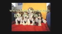 Pet Transport To Hong Kong