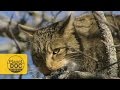 WildCat | Planet Doc Express Docs