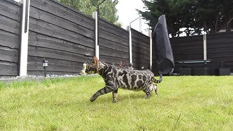 How to DIY Cat Proof Your Garden Fence or Wall