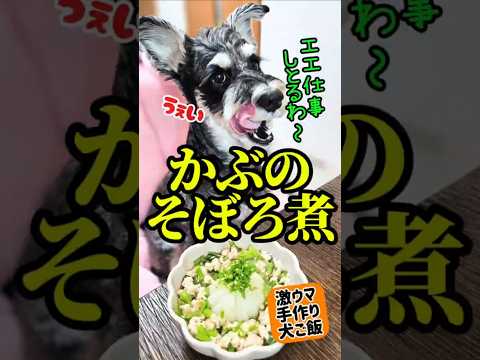 かぶのそぼろ煮!めんま本日の激ウマ手作り犬ごはん【ミニチュアシュナウザー】#めんまのへや#わんこごはん#犬のいる生活