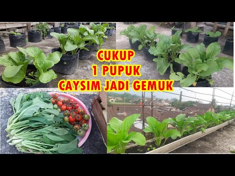 CARA MUDAH MENANAM & MERAWAT SAWI CAYSIM DI RUMAH DARI SEMAI SAMPAI PANEN | BERKEBUN ORGANIK @TamanInspirasi