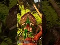 Wrong blooming arrows #arksurvivalascended #playark #dinosaur #dinosaurs #survivetheark #shorts
