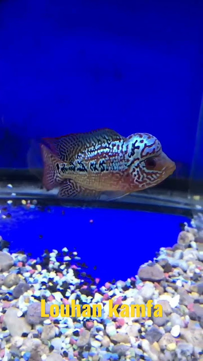 ikan louhan kamfa beautifull fish #shorts #louhan #ikanlouhan #ikan #louhankamfa #videoshort #short