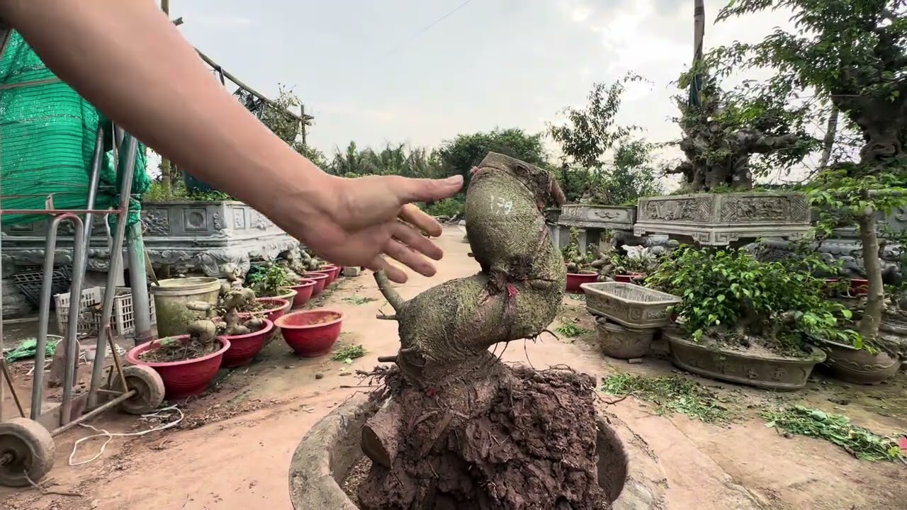 Sanh , sung, dâu Bonsai 25/2 đt 0337496058