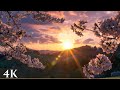 Cherry Blossom Sunset in 4K 🌸 Golden Hour Peace &amp; Relaxation