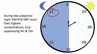 Molecular Circadian Clock: video 4