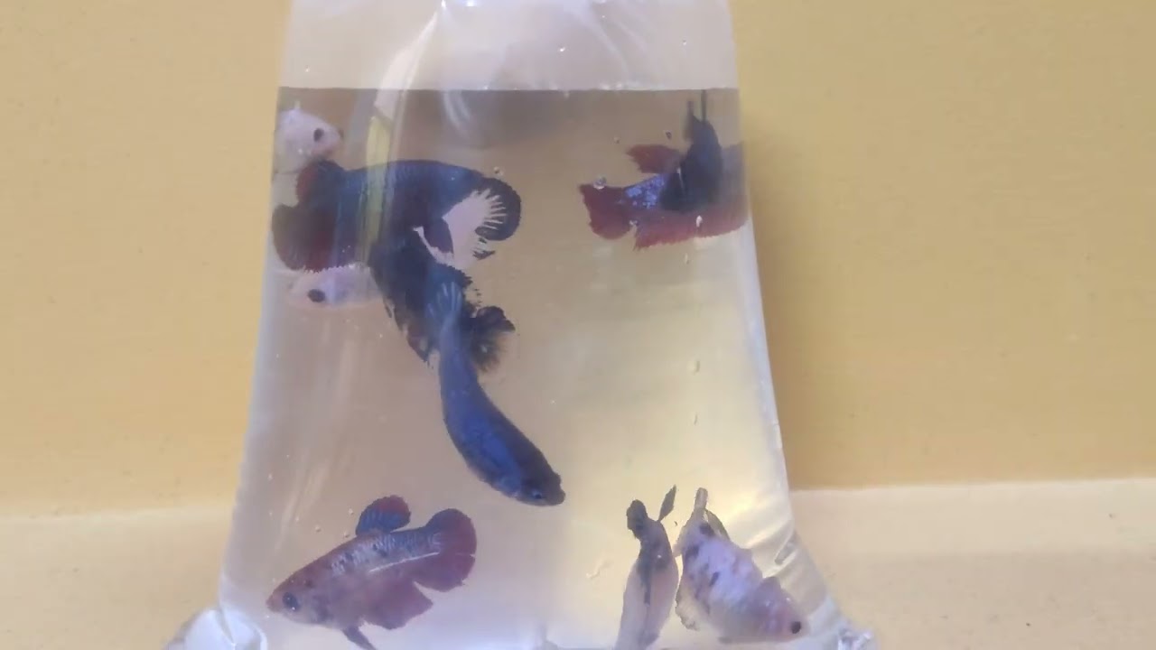 Female fancy plakats