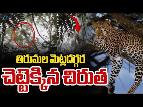 Cheetah Spotted At Tirumala | Alipiri Steps | తిరుమల మెట్లదగ్గర చెట్టెక్కిన చిరుత | ZEE News - ZEE24TELUGUNEWS