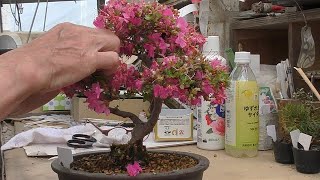 花後のミヤマキリシマの来年に向けての剪定