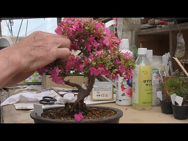 Pruning Miyamakirishi after flowering for next year - YouTube