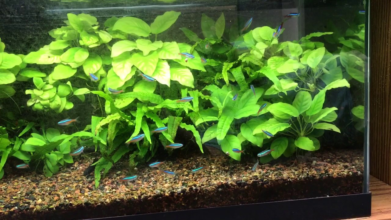 Neon Tetras in a 15 Gallon Planted Aquarium YouTube