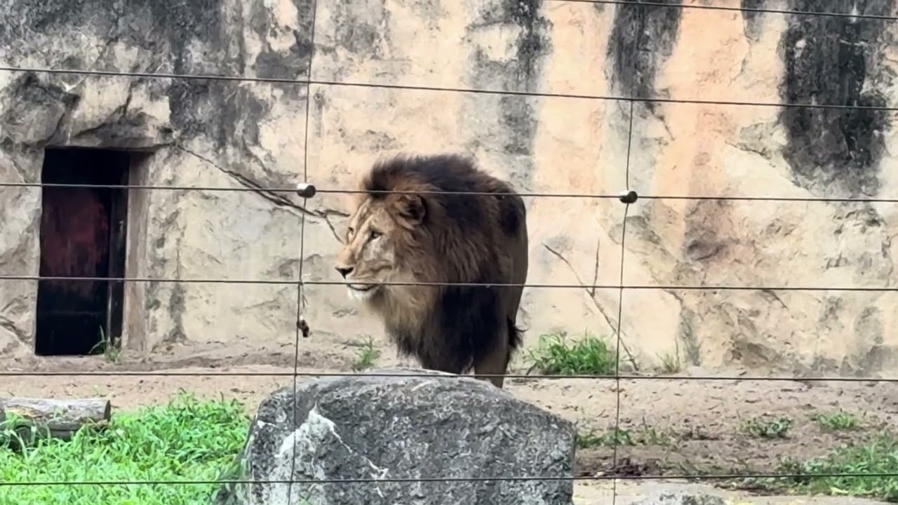 Yagiyama Zoological Park Lion Natsume-san 🦁Loud noise warning