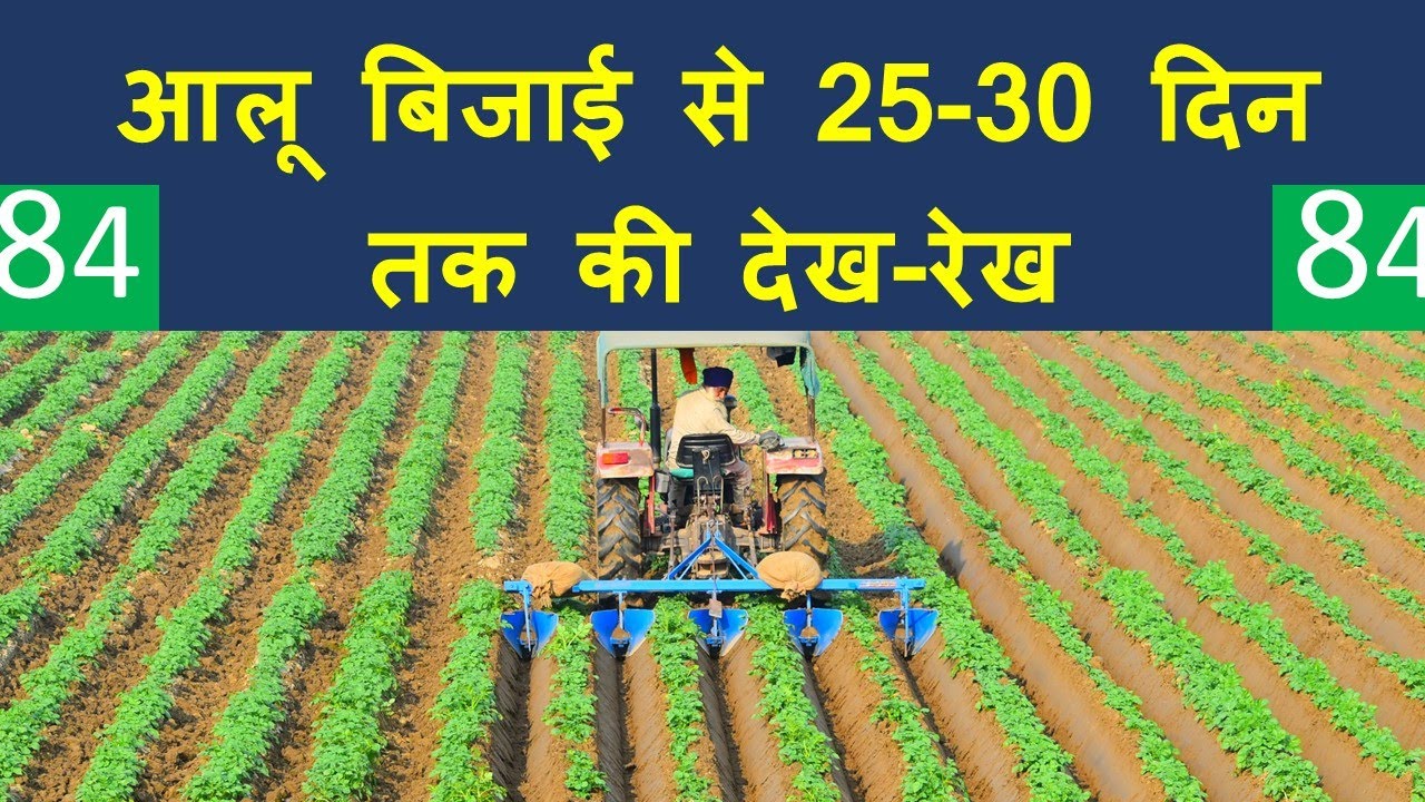84 - 🌾 आलू बीज उत्पादन में 25-30 दिन बाद की फसल प्रबंधन| वैज्ञानिक तरीके से खेती I