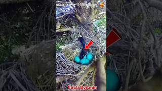Why Snakes Can't Find This Bird's Eggs।SmartBird#Penduline#BirdFacts #factsbyamin