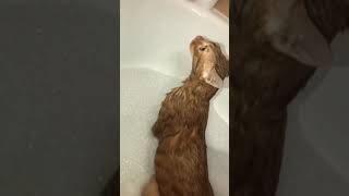 Cat screams like a human in bathtub Cat screams like a human in bathtub