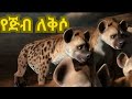 Hyena S Lamentation የጅብ ለቅሶ ኢትዮ ተረት ተረት