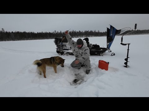 МЫ В ШОКЕ ОТ ТАКОЙ ПОЕЗДКИ. ДОБИРАЕМСЯ ДО ЛЕСНОЙ ХИЖИНЫ. ЛОВИМ ЖИВЦОВ. НА СНЕГОХОДЕ К ХИЖИНЕ РЫБАКА