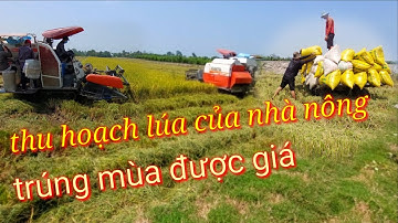 xem cảnh máy cắt lúa ở miền tây @minhthienmientay