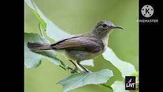 Download Lagu Tiếng Chim Xác Pháo Mái Mồi Chuẩn - Không tạp âm MP3