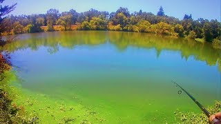 Slamming bass in algae infested lake with no visibility