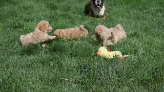 Bich-Poo Puppies For Sale by Greenfield Puppies 62 views 2 days ago 40 seconds