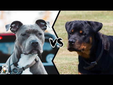 rottweiler fights pitbull