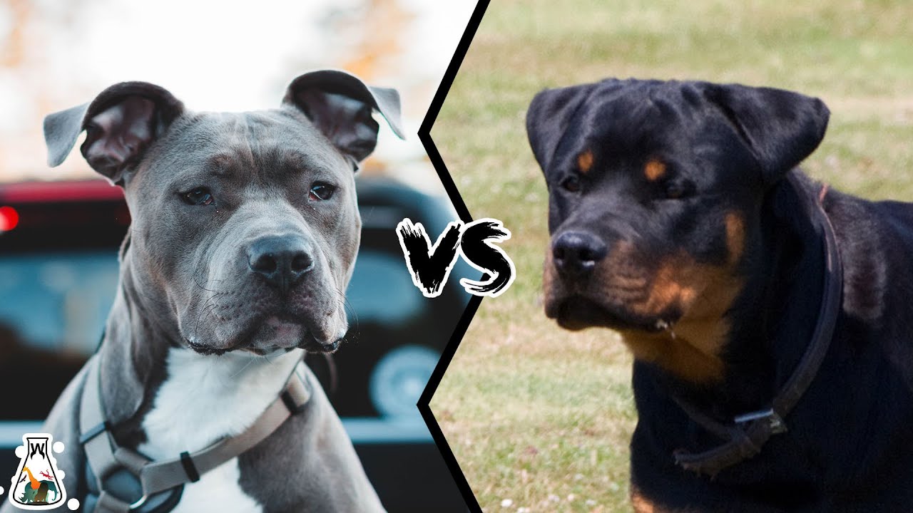 what is more dangerous rottweiler or pitbull