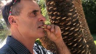 Trimming Mediterranean Fan Palms