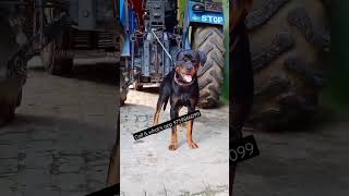 Big Sale ऑफर 15 Days Meated Rottweiler Female For Sale....Call 9759866099(Meerut)