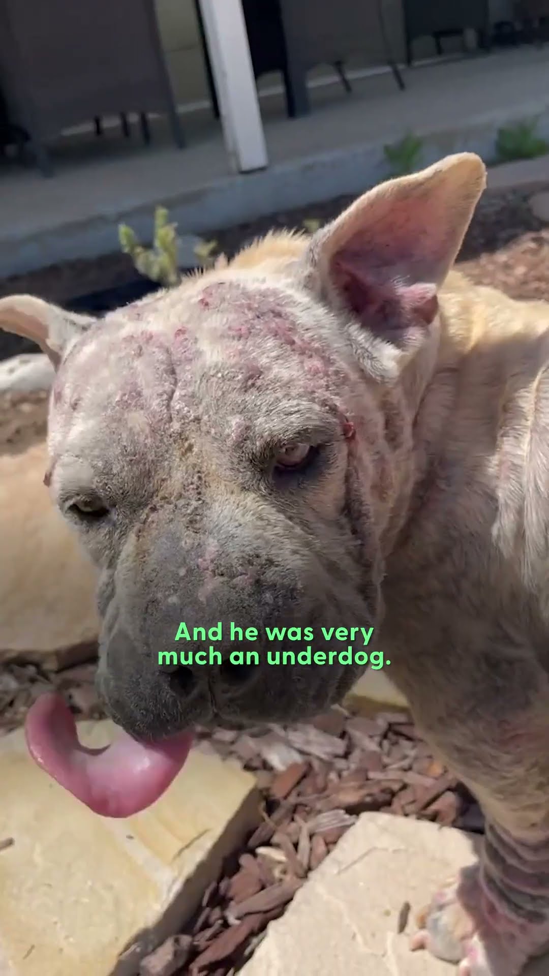 Nobody Wanted This Dog Because Of How He Looked | The Dodo