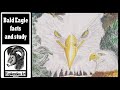 Bald Eagle facts and study