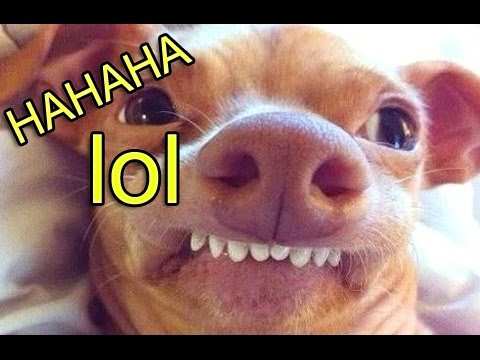 dog growling funny