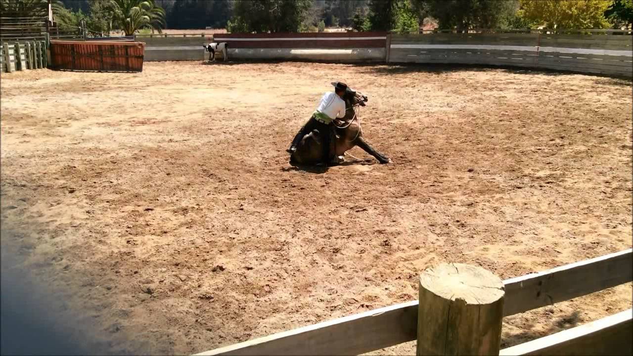 Chilean Horses of Casablanca