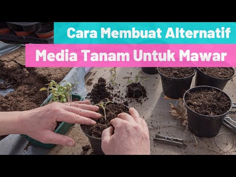 Alternatif Media Tanam Bunga Mawar Youtube